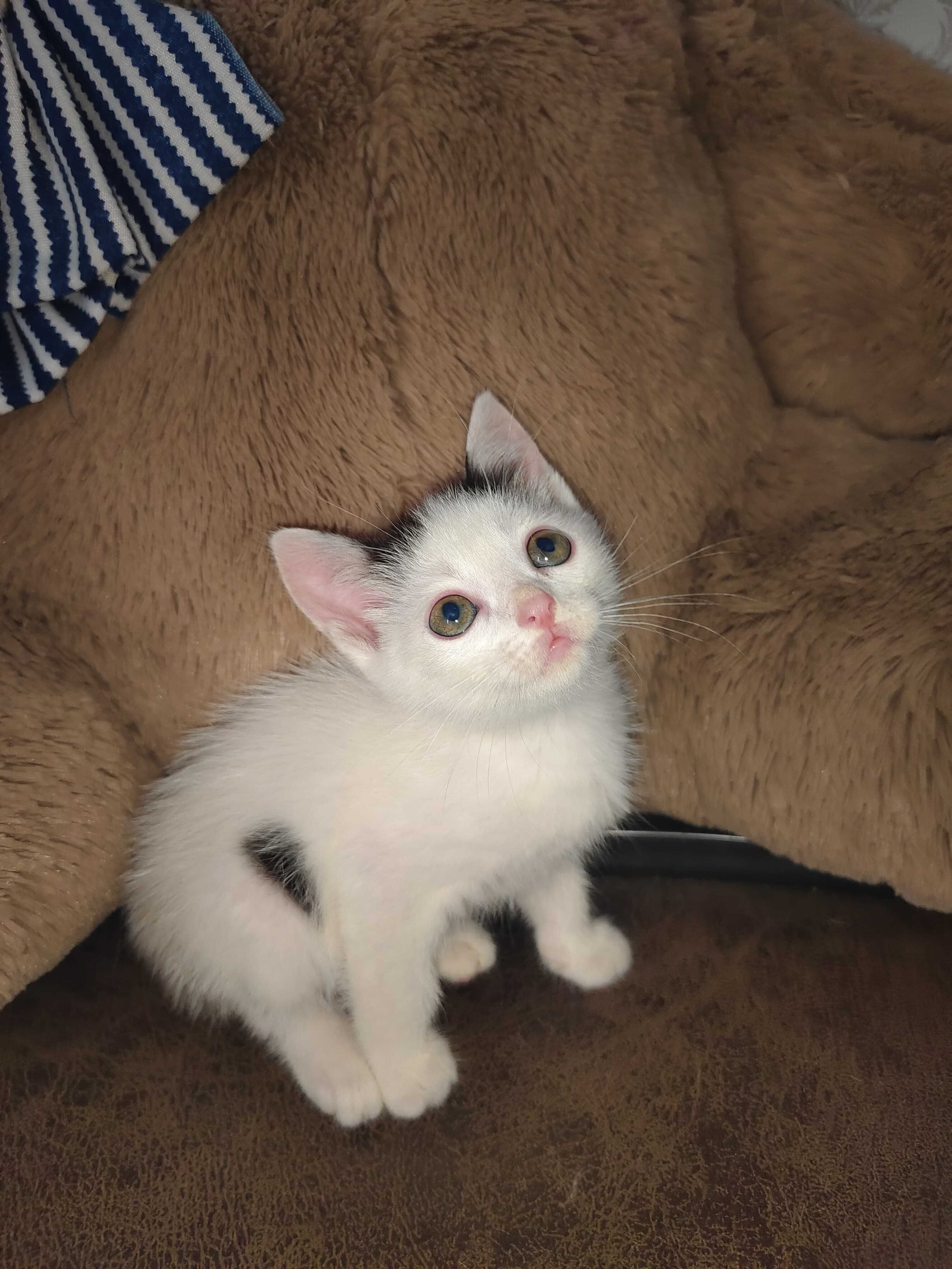Котята в ответственные руки