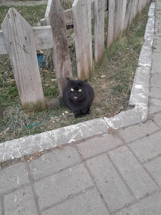 2 котёнка ищут хозяина