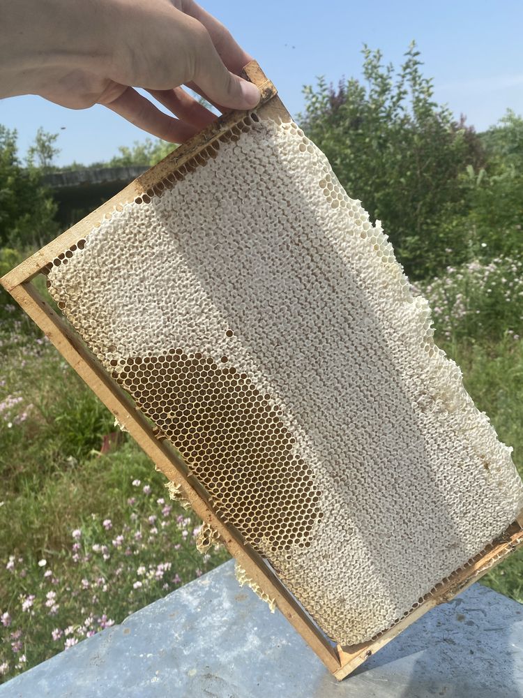 Faguri cu miere, produs 100% natural