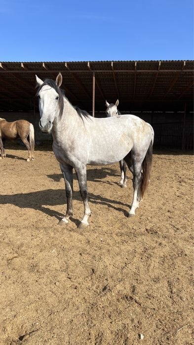 Жеребец, кунан, тай, айгыр, ат, лошадь