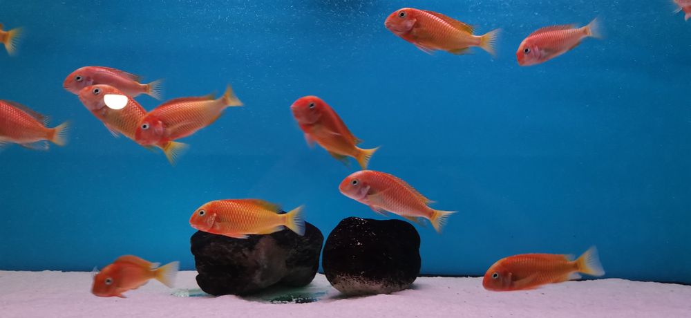 Рибки Африкански цихлиди Tropheus Red Bishop 13-14 см