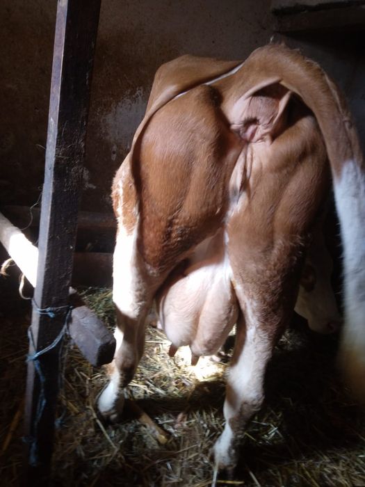 Vând vacă gestantă