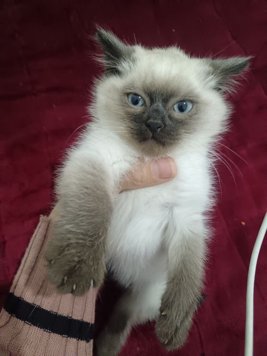 Mushuk sotiladi 1mln bolalari 500 ming