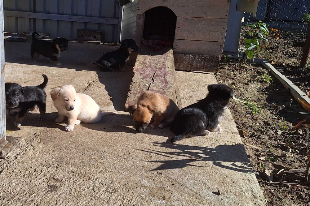 Ofer spre adoptie cateluse de talie mica