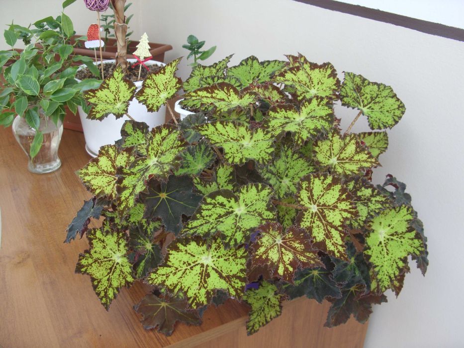 фотоапарат Samsung S1060   10.2 МРх