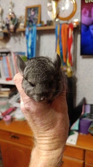 Продам шиншилу мальчик