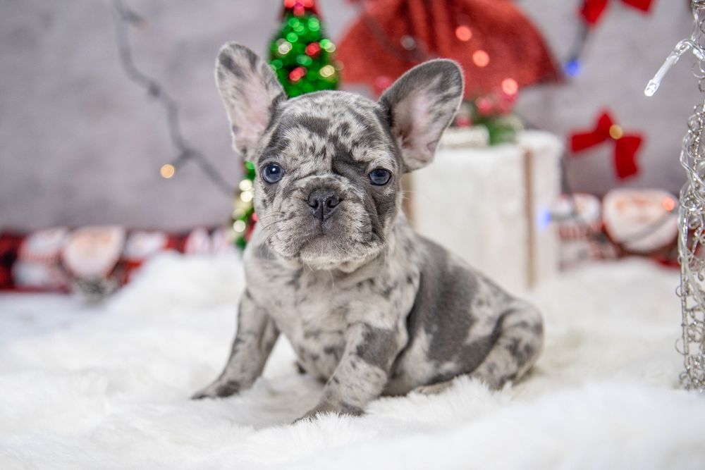 bulldog francez blue merle