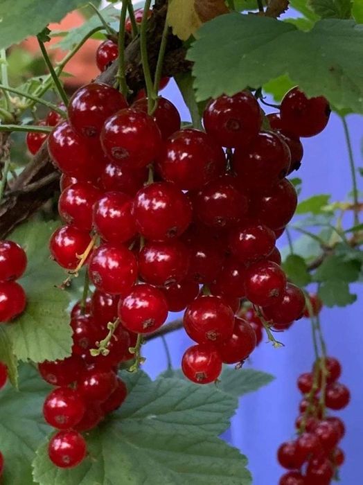 Arbuști Fructiferi (Coacăz Roșu)