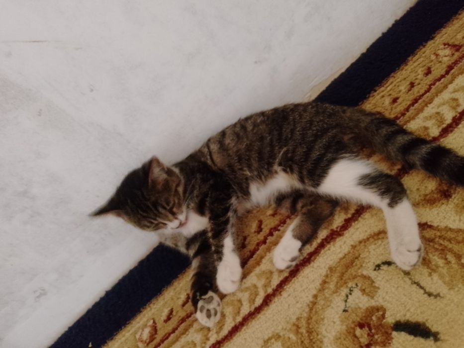 Mushukchalar beriladi