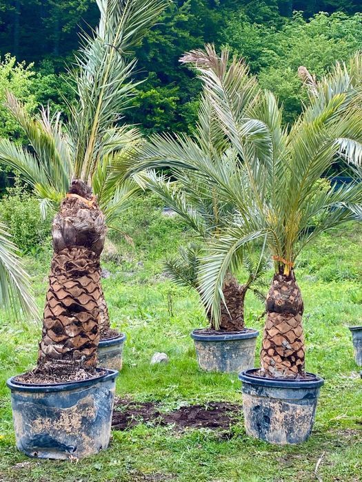 Pheonix Canariensis , Palmier Exotic