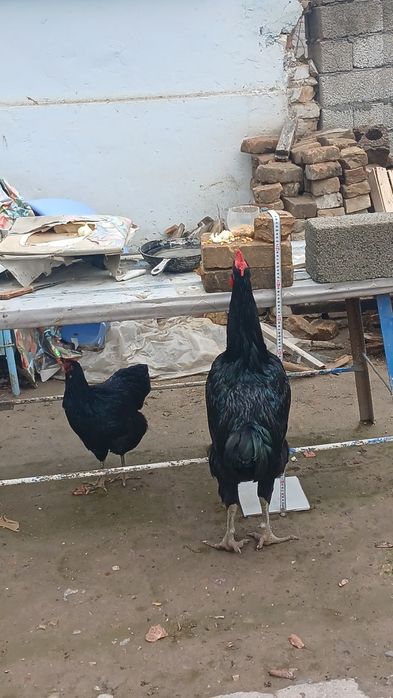 Кора Шахзодалар сотилади 2та