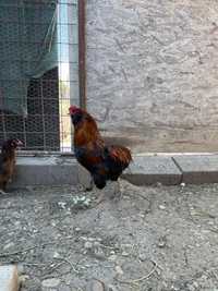 Oua incubat Araucana potarnichiu salbatic