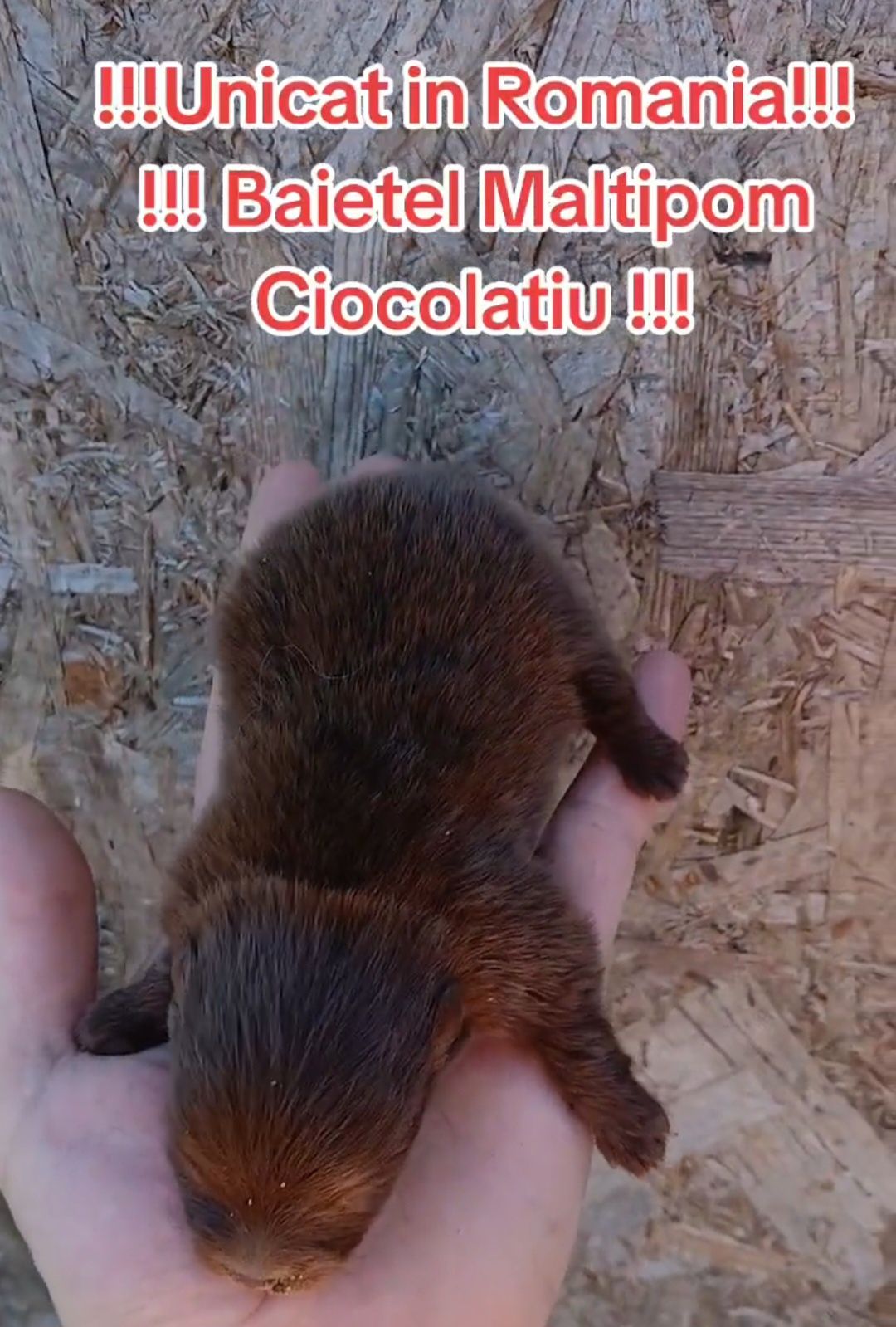 Asigur transport !!! Unicat in Romania !!! Pui Maltipom Ciocolatiu !!!