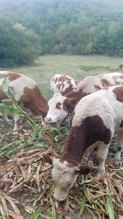 Vacă de lapte - Bălțată românească