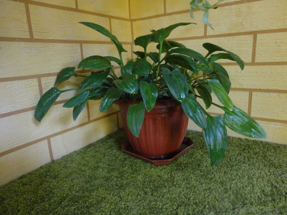 Дримиопсис  комнатный цветок.