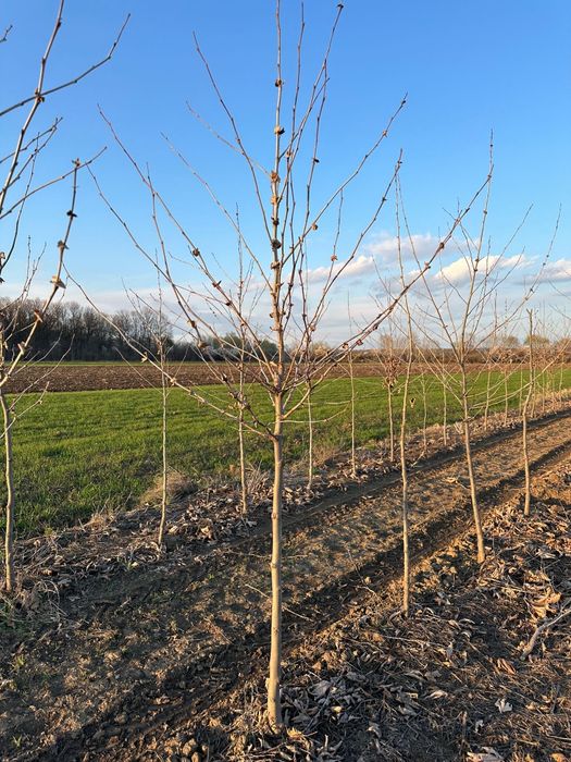 Vând platani cu balot de pământ