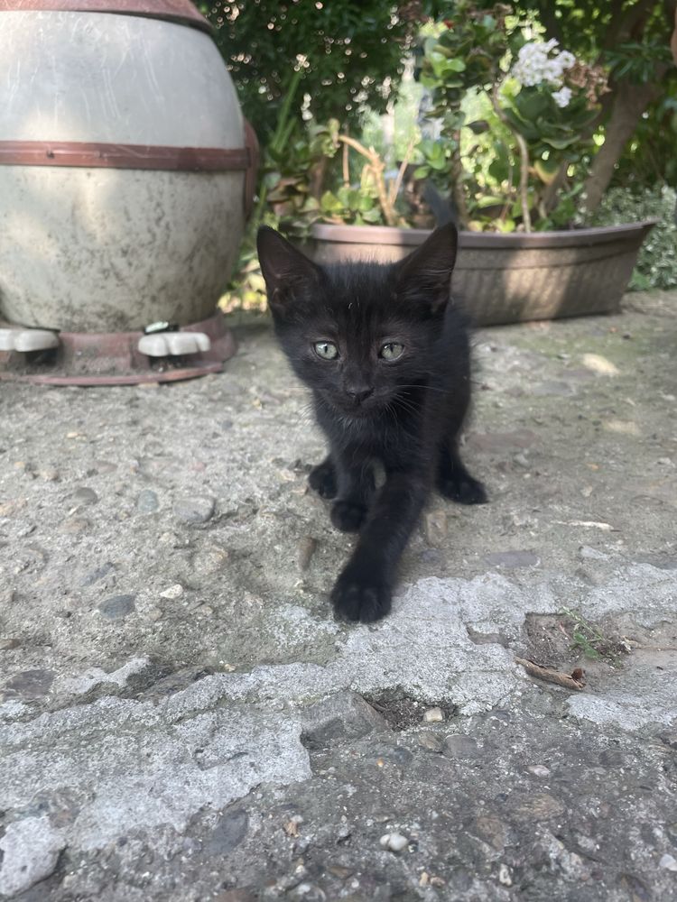 Малки котенца си търсят дом