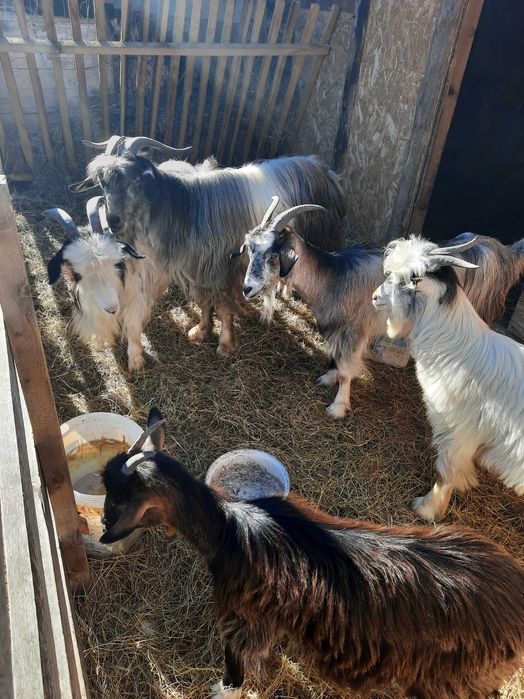 Capre tap berbec si mioara