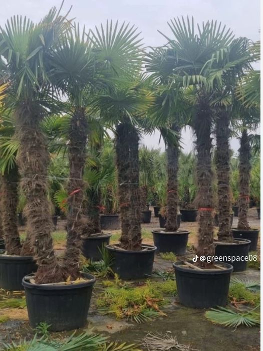 Palmierii Trachycarpus