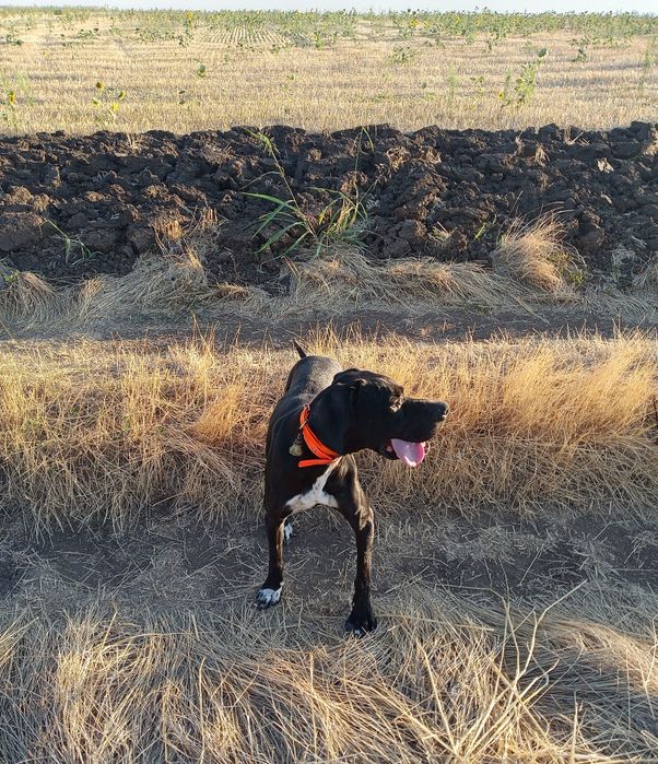 Английски пойнтер