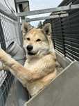 Donez caine Akita Inu