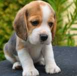 Beagle  original