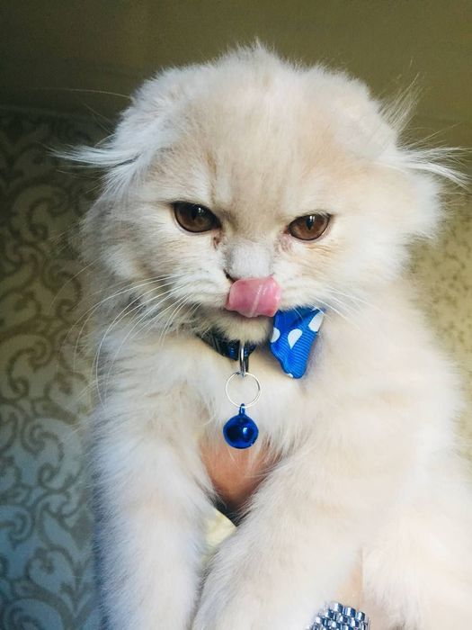 Ўргатилган уй мушуги сотилади. Нархи келишилган холда. Бухоро шахрида