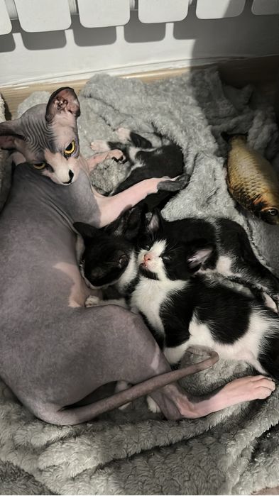 Котята сфинкс ,продам