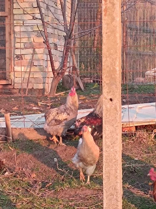 Млади петли на по 5 м