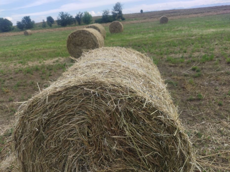 Baloți de lucernă 110lei