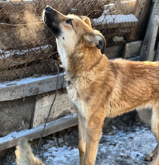 Собака в хорошие руки