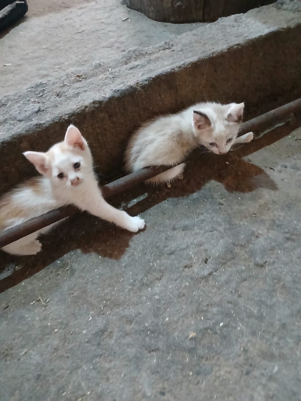 Котята Шымкент бесплатно