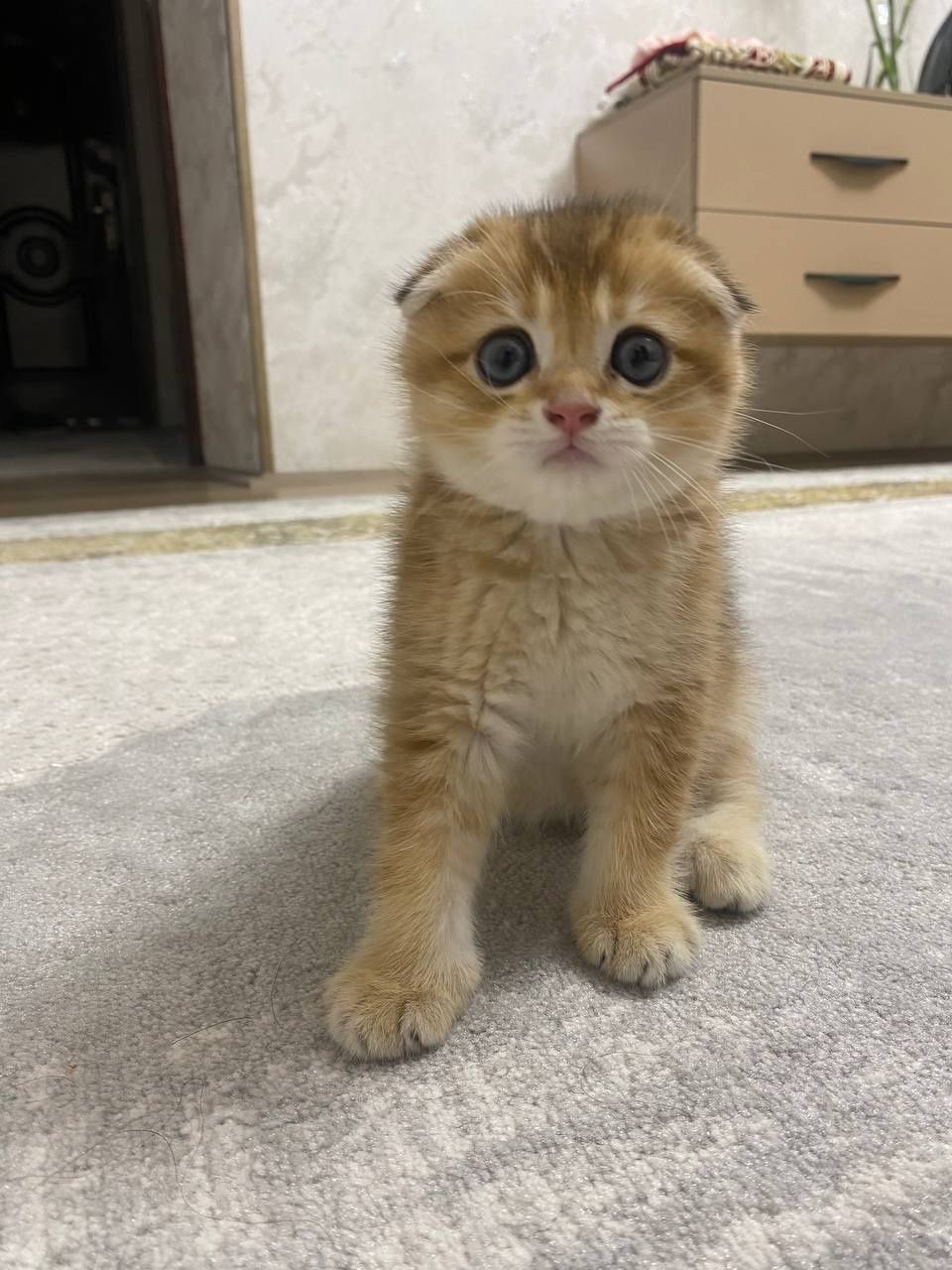 Котята шотландская (золотая шиншилла)