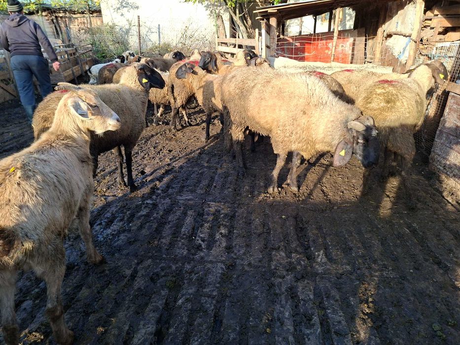 Vand 10 Oi tinere ( noatine )