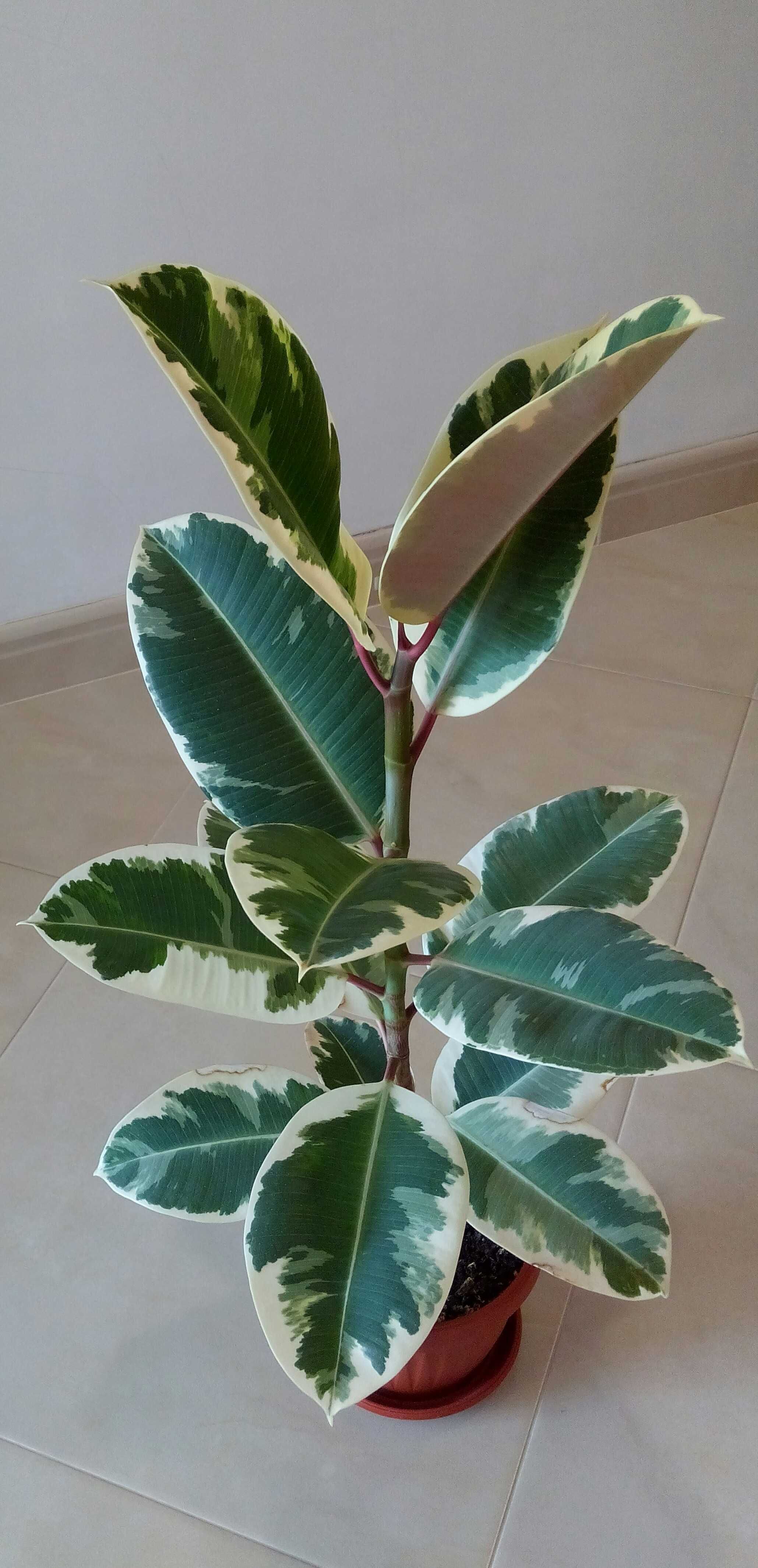 Шарен фикус / Ficus elastica "Tineke"