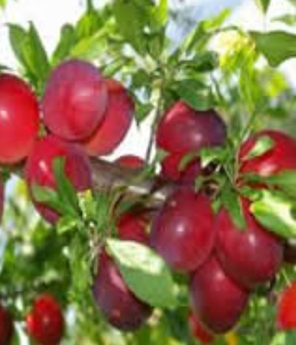 Prun Soiul ( SANTA ROSA)