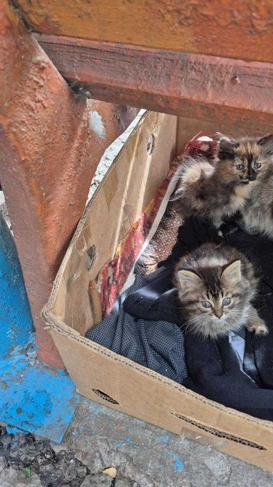 Котяткам очень нужен дом!