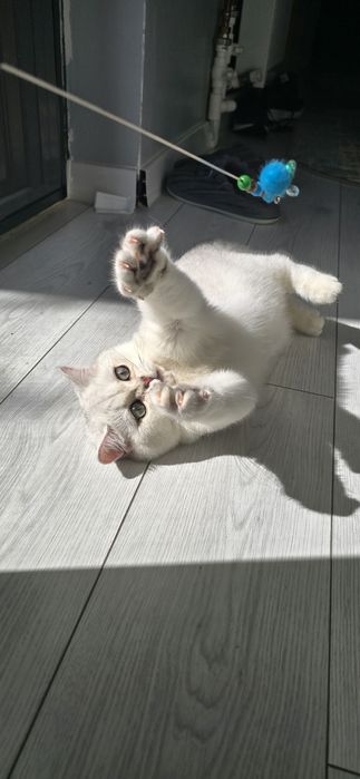 British shorthair cu pedigree