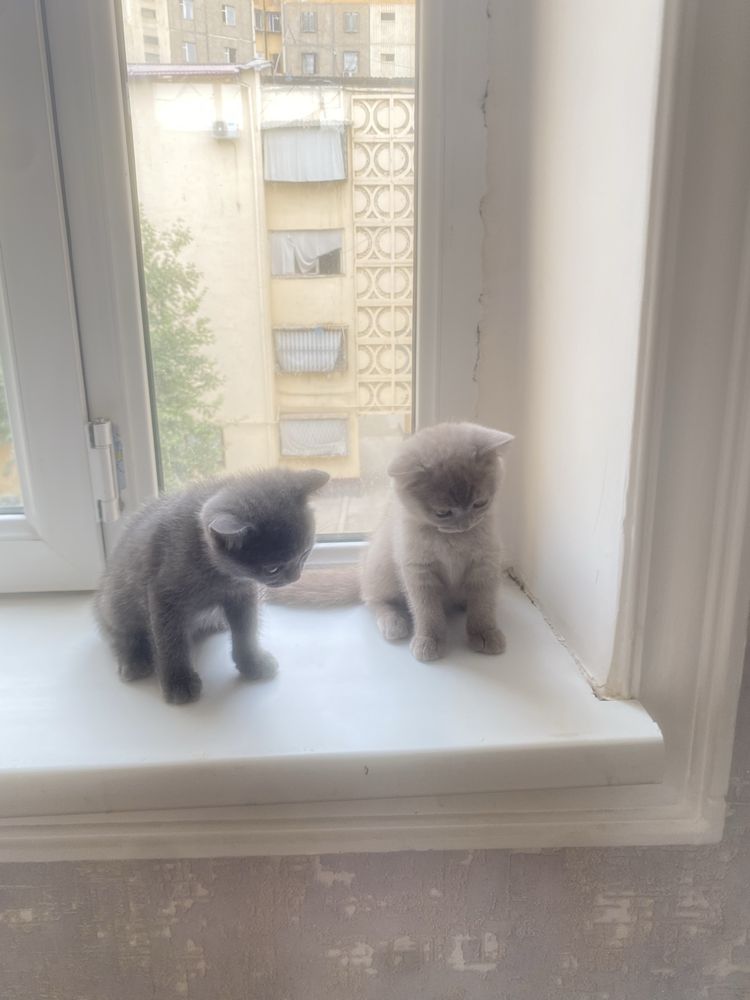 Scottish fold 2 ta.