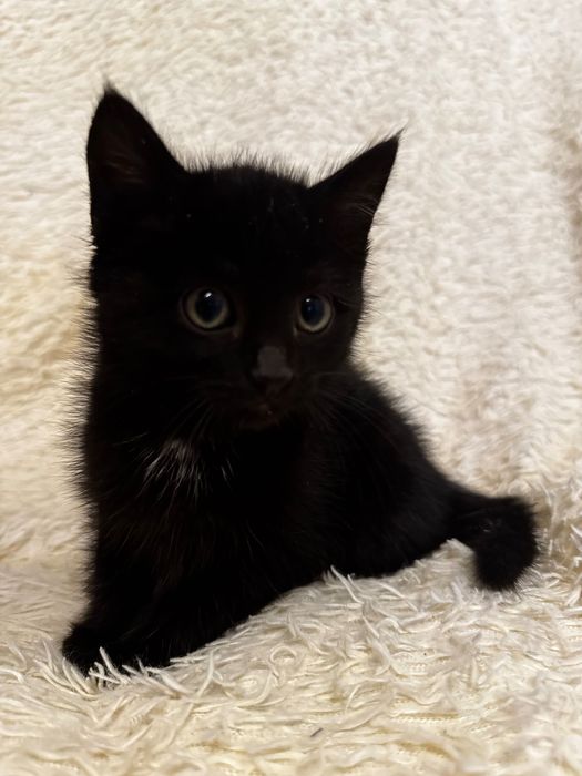 Котята маленькие в добрые руки