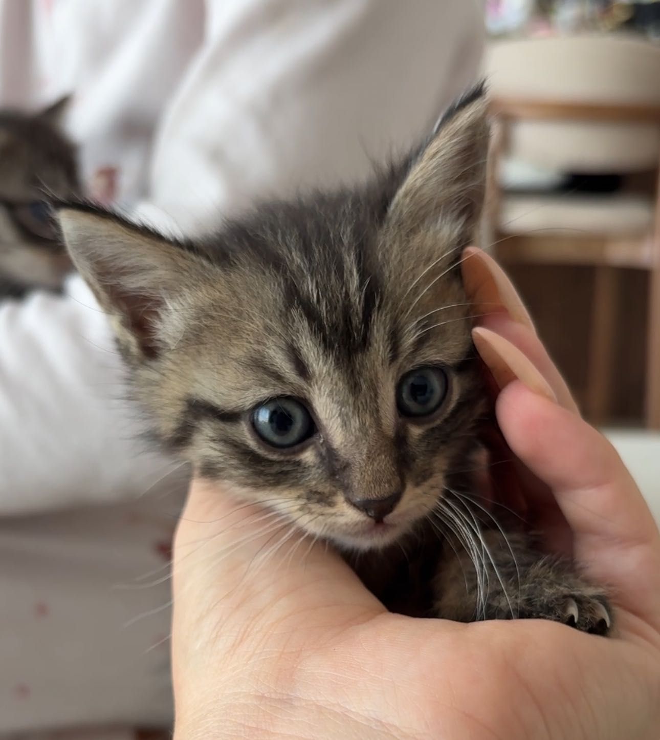 Котята. Мальчик и девочка