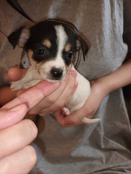 кученца кръстоска мини пинчер/чихуахуа