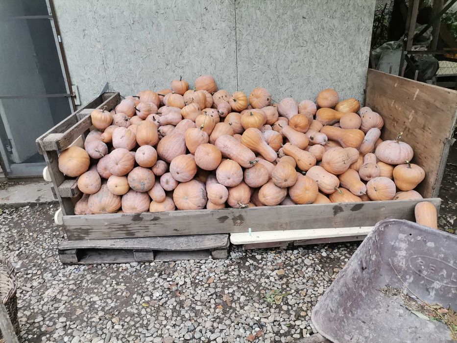 Dovleci de plăcintă și decor