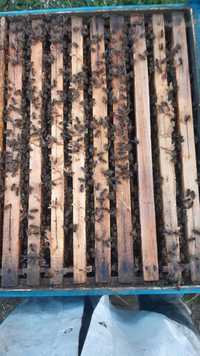 Vând familii de albine pe 9 rame