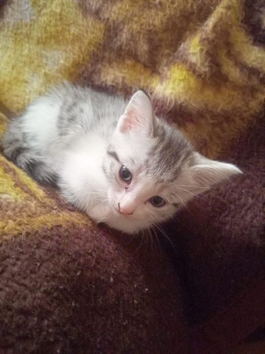 Отдадим котят в добрые руки