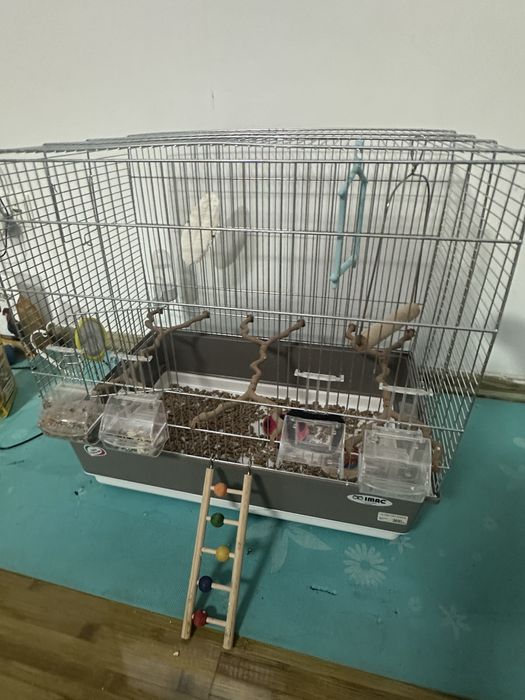 Vand Papagal Nimfa + colivie mare