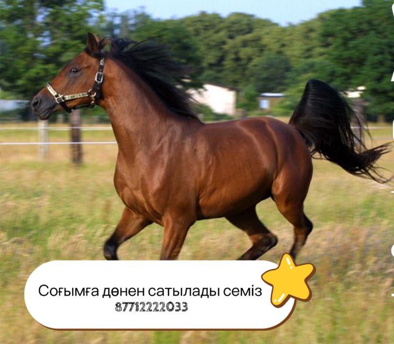 Соғымға дөнен сатылады