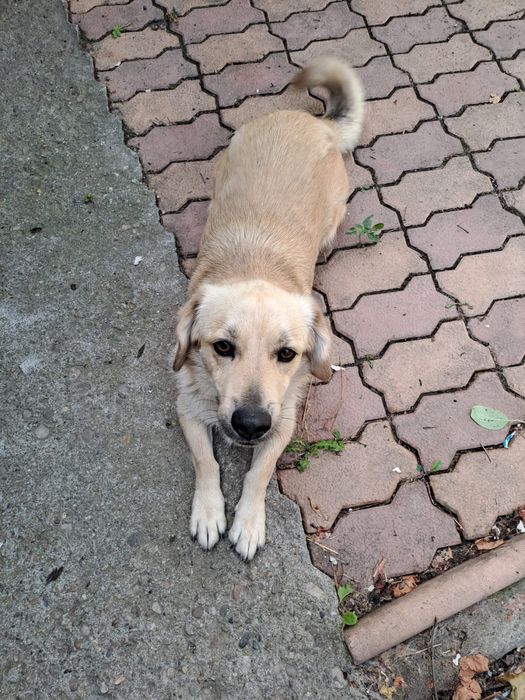 Donez cațel talie medie