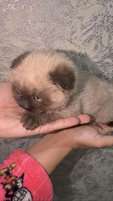 Кошечка 2,5 месяцев