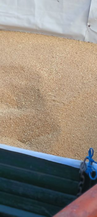 Jarissa - Grâu de primavara